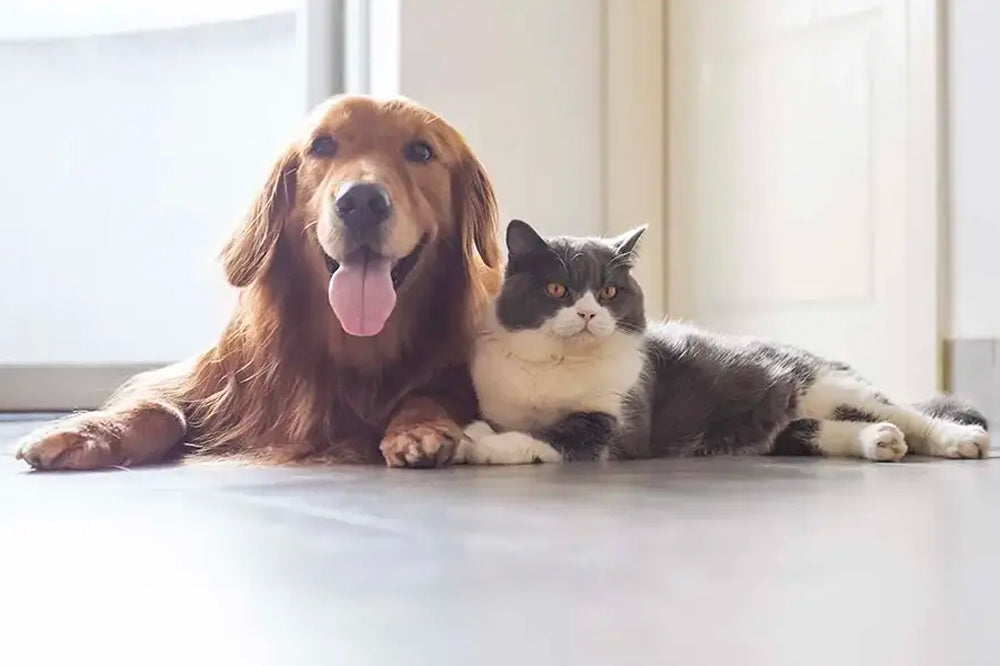 BARKsona Meow Gift Cards